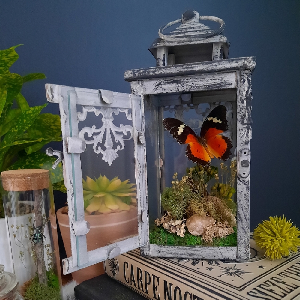 Real Butterfly with Crystals in a Lantern